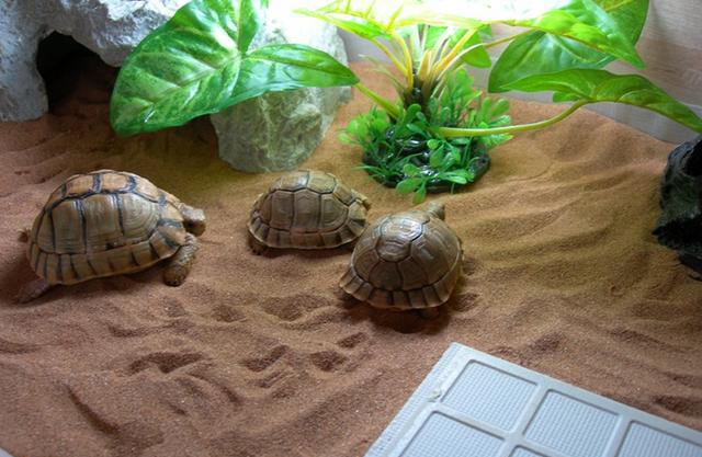 能允许养殖的陆龟,陆龟养殖环境越大越好吗