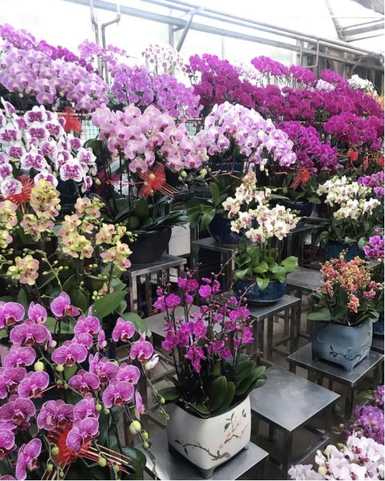 西安花卉市场下午鲜花便宜,西安哪个鲜花市场最大最便宜