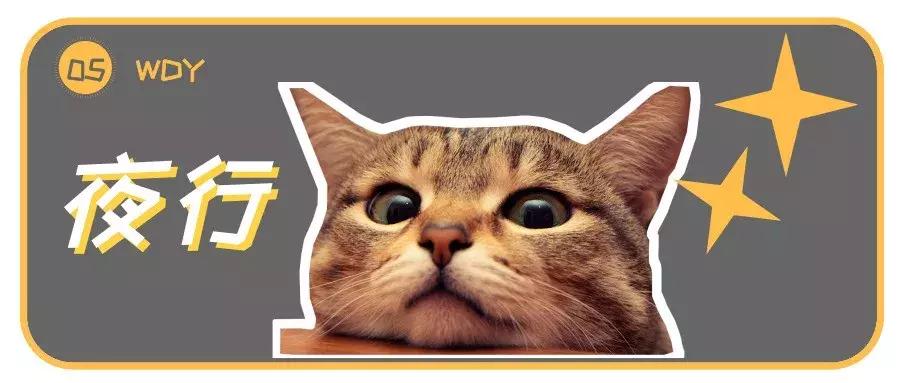 关于猫咪的五官的小知识,科普猫咪有多厉害