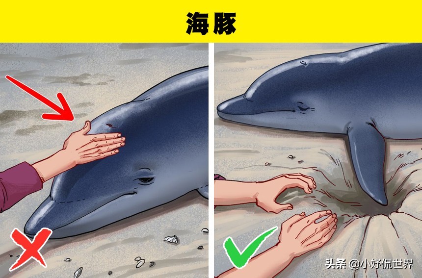 各种受伤处理方式,遇到野生动物受伤该怎么办