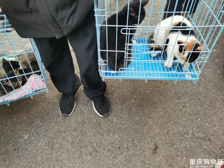 渝北区狗儿市场有卖猫的吗,渝北狗儿市场买狗