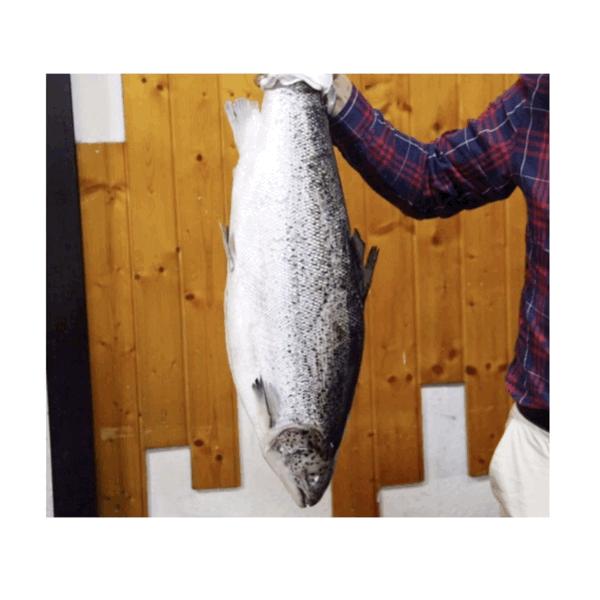 别拦我！古井第四届「肥鱼节」来来来来来啦