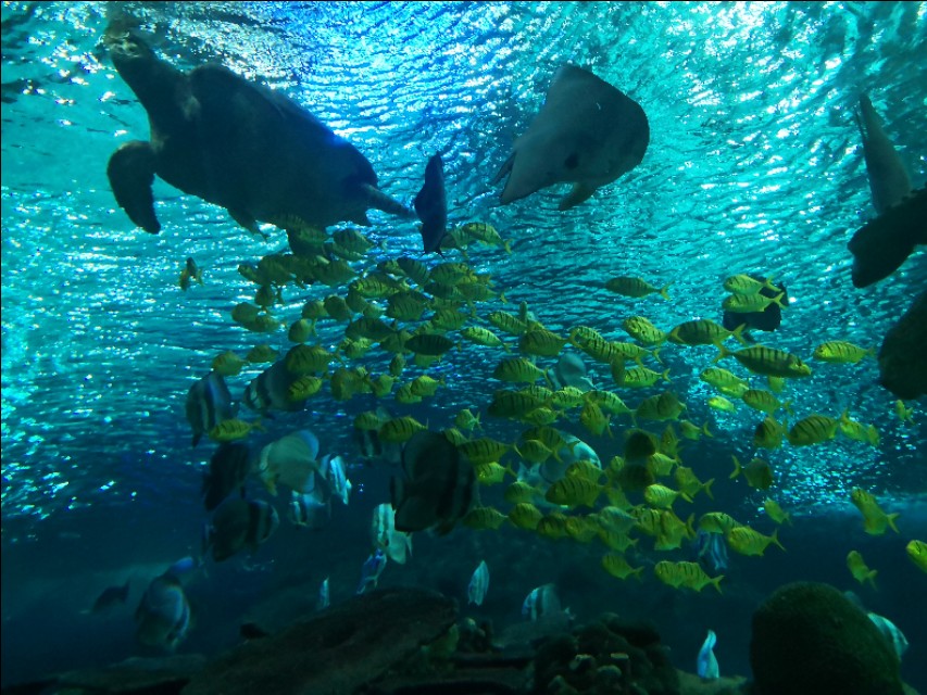 北京工体富国海底世界周一营业,北京工体富国海底世界旅馆