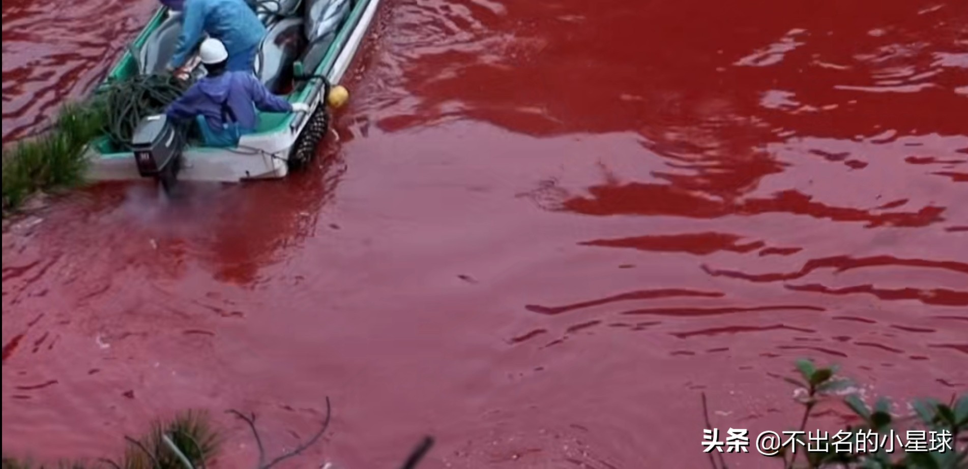 日本海豚湾的恐怖故事,日本海豚湾的恶行是被谁揭开的