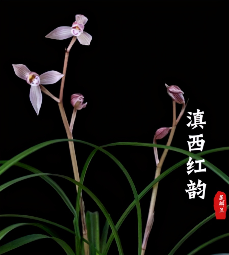 大理云龙县莲瓣兰,莲瓣兰滇西红缘