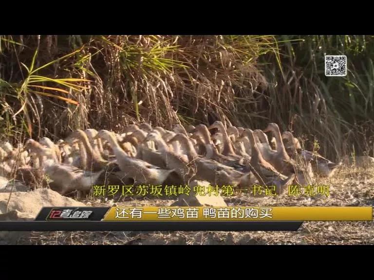 苏坂镇：两年达村级脱贫，驻村书记陈克明把初心写在岭兜的土地上