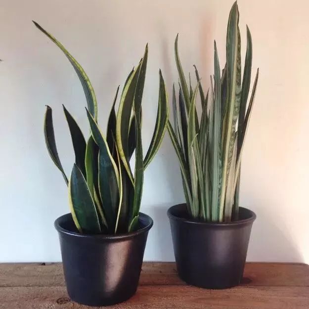 什么植物吸收甲醛效果比较好,室内种哪些植物吸收甲醛净化空气