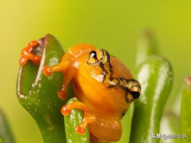 中国36个省份代表的动物,20种有代表性的动物