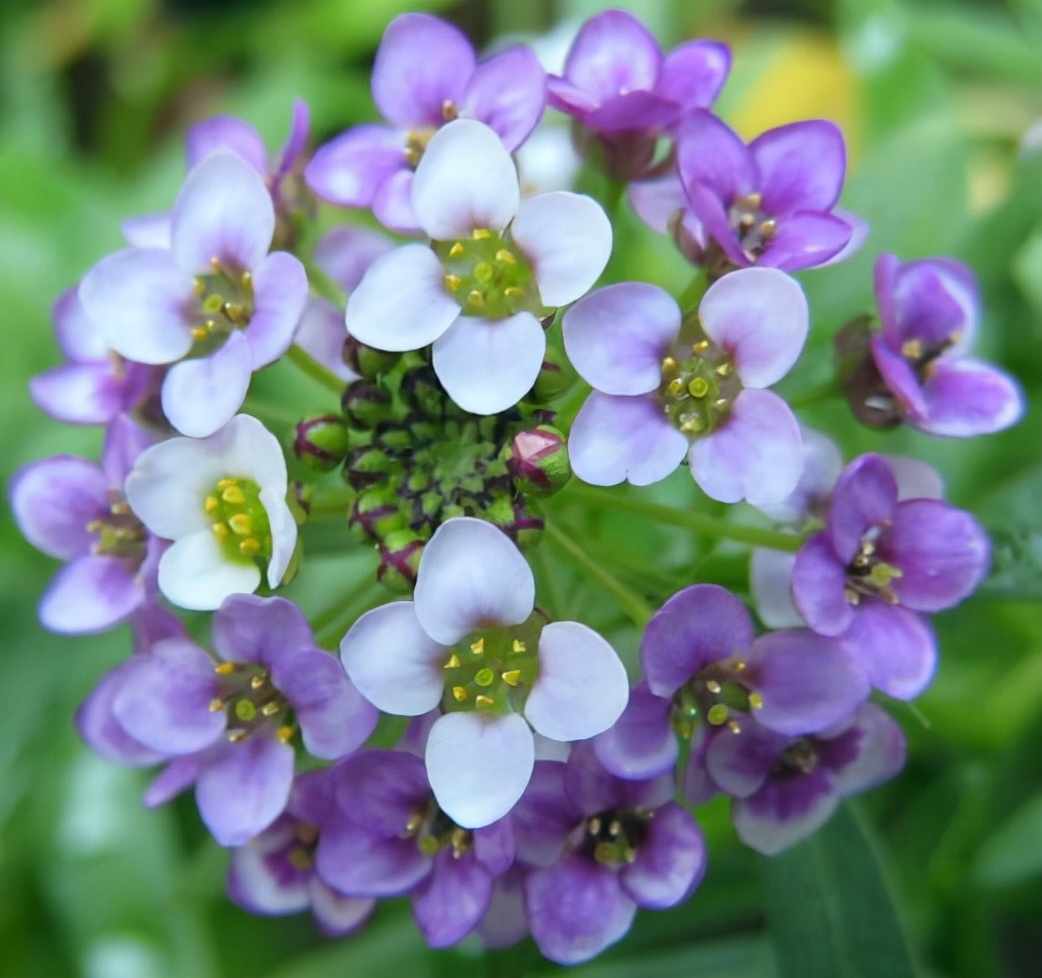 常见花卉养殖总汇,各种花卉植物养殖方法??