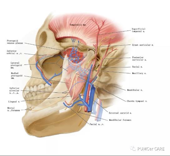 灵魂画手！协和医学生手绘器官解剖图，极具艺术美感，走红网络！