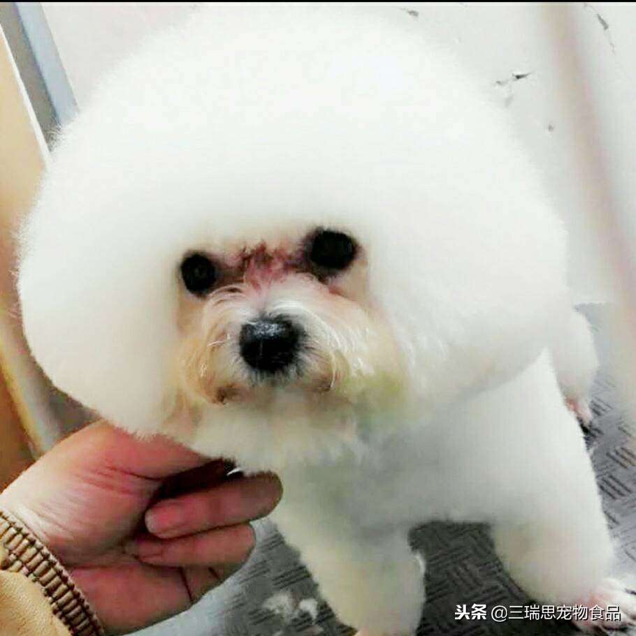 狗狗老是流泪用什么药,狗狗总流泪有泪痕吃啥药