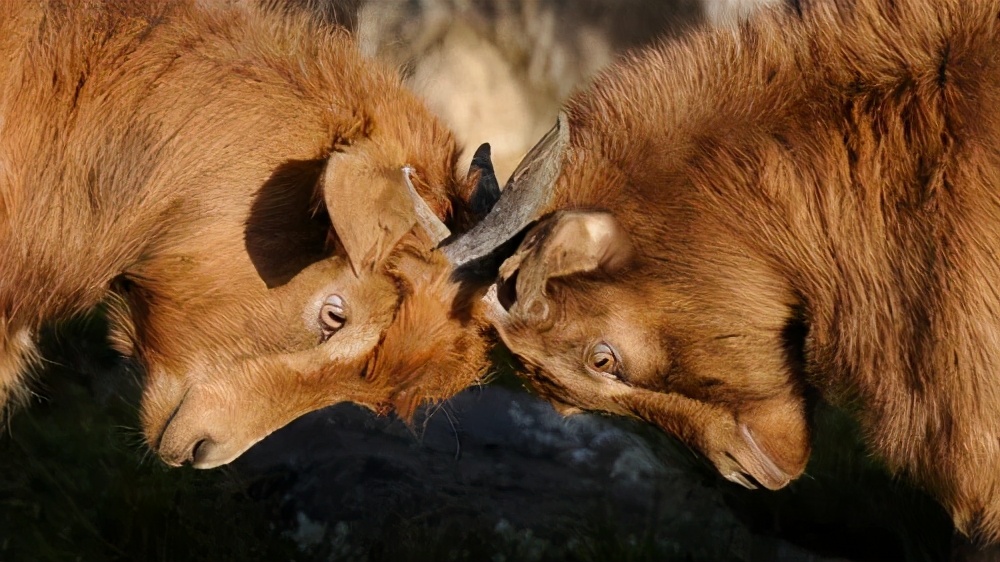 最简单了解内卷,三分钟了解资讯