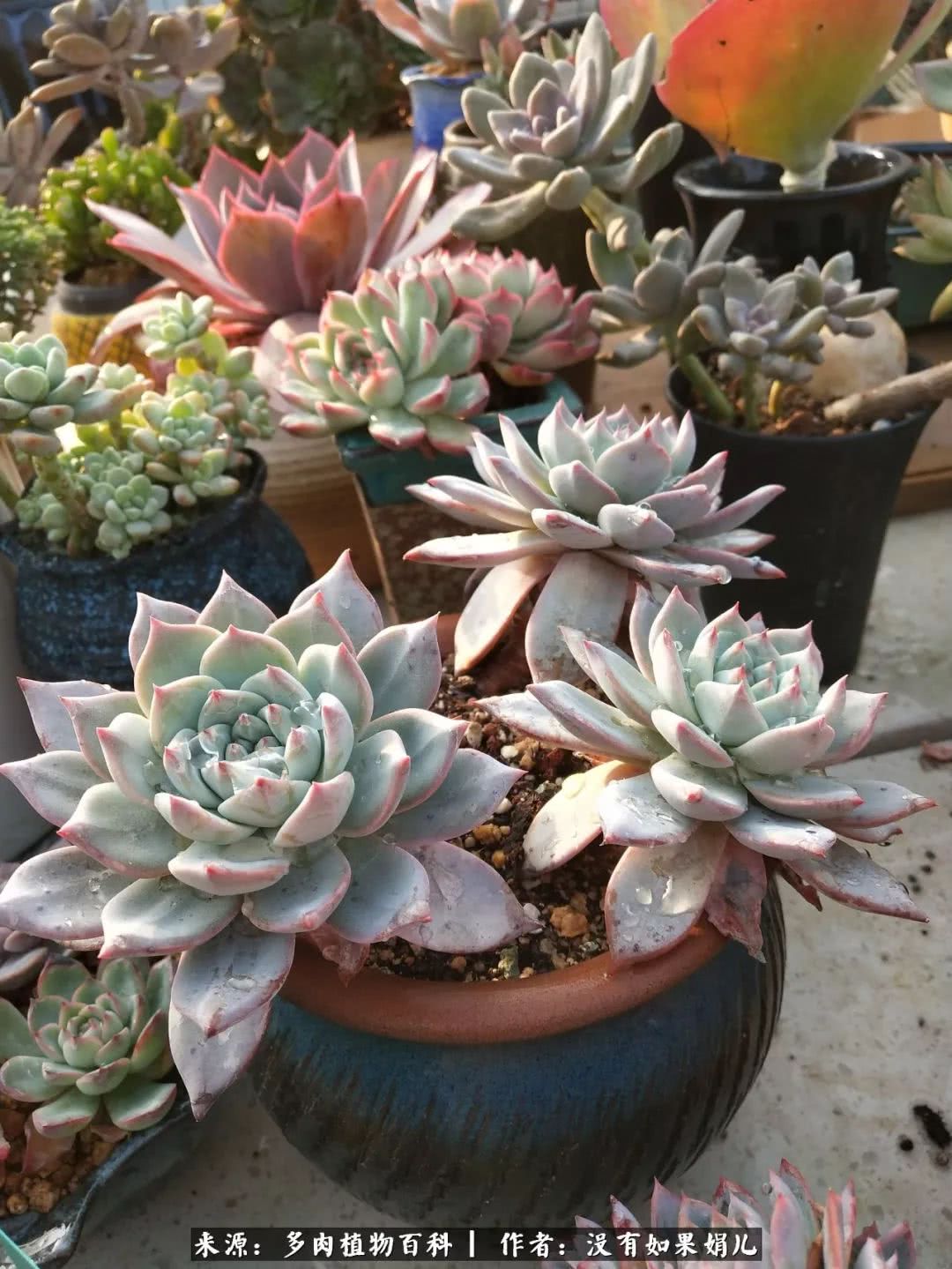 明人不说暗话，我为多肉而来！