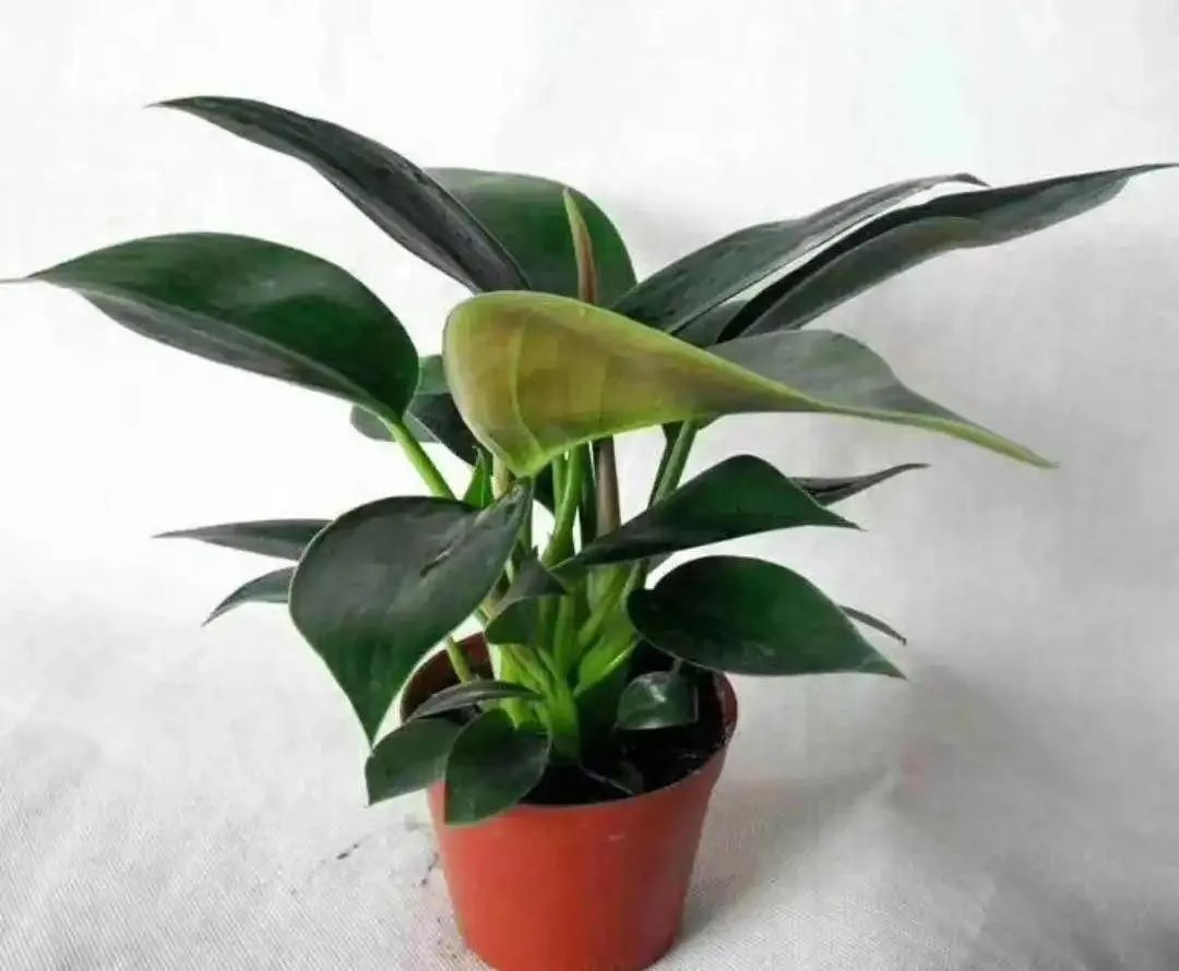 叶亮油绿大如象耳朵的绿钻，蔓绿绒这么养护，吉星高照满面春风