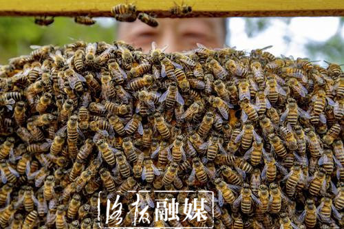 嵩县三合村:脱贫户“铁拐张”的生活“甜蜜蜜”