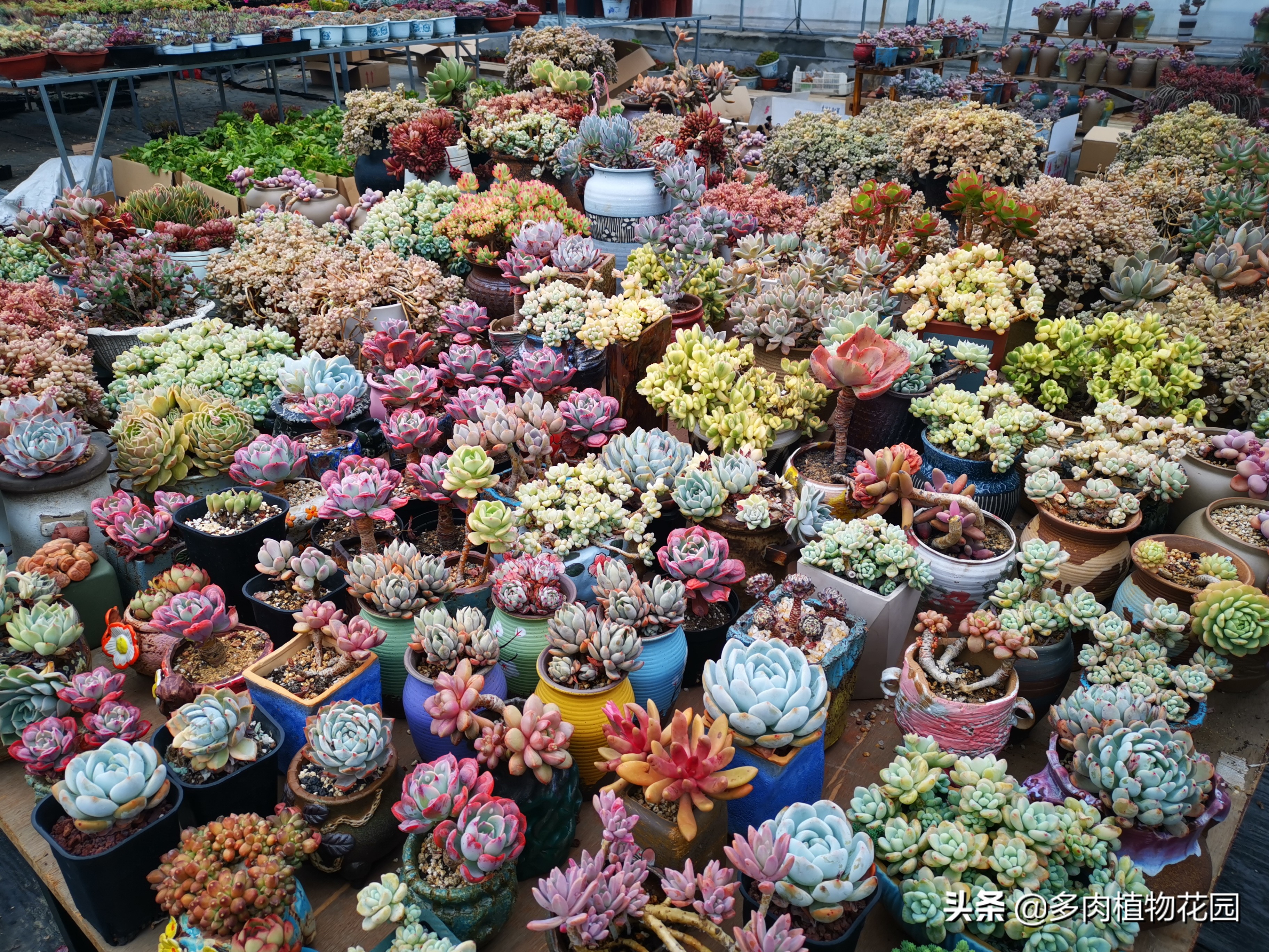多肉植物为什么大家都喜欢,多肉植物为啥那么多人养
