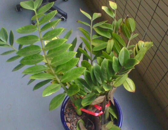 金钱树茎上有黑斑怎么处理,金钱树长虫怎么处理