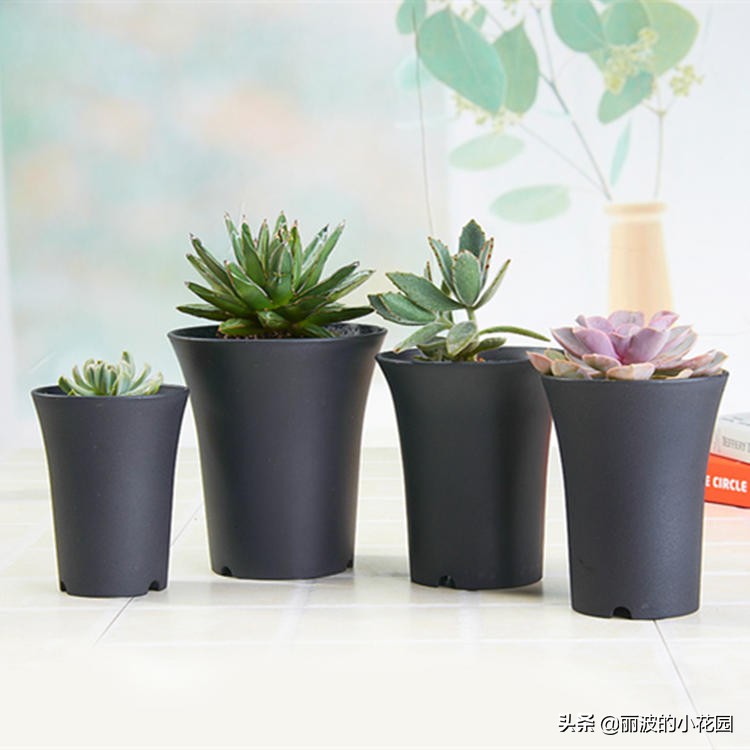 多肉植物用塑料花盆好吗,多肉适合什么土盆栽养殖