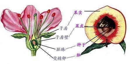 植物行测常识汇总,公考生物常识笔记大全