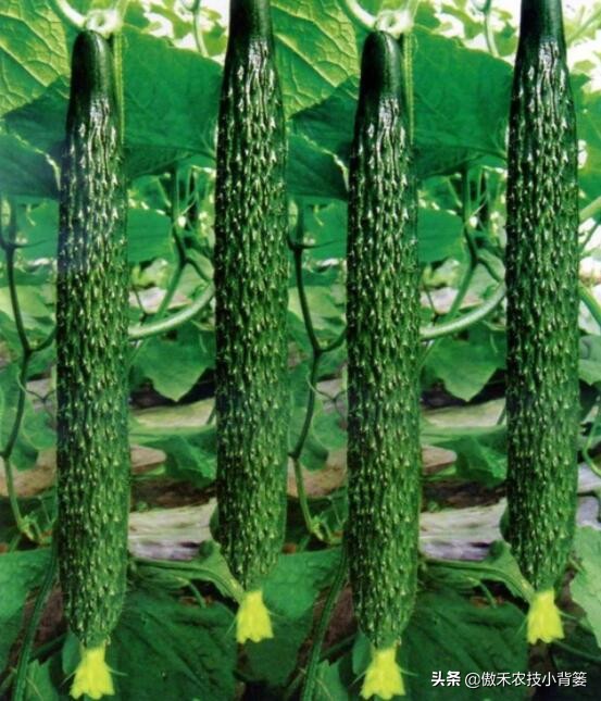 黄瓜出现弯瓜该怎么处理视频,使黄瓜弯瓜变直的方法