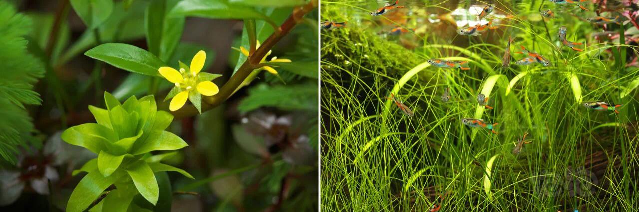 40缸草缸开缸教程新手入门,新手草缸需要装过滤系统吗