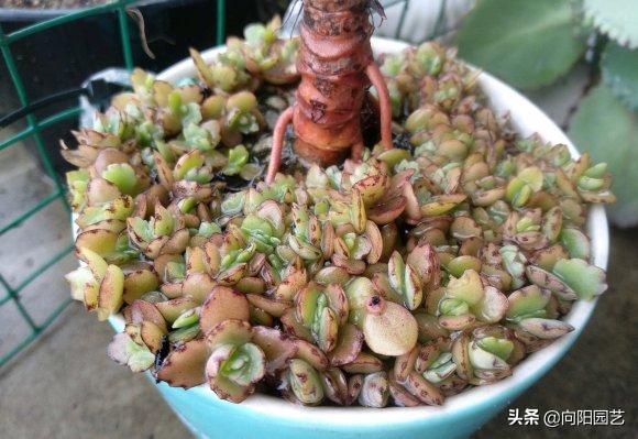 不死鸟多肉用什么盆养长得好,一棵不死鸟多肉可以养多少年