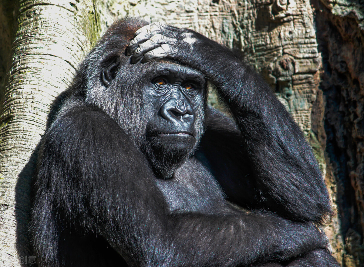 揭秘已婚男人为何总是会出轨,男人为什么爱出轨