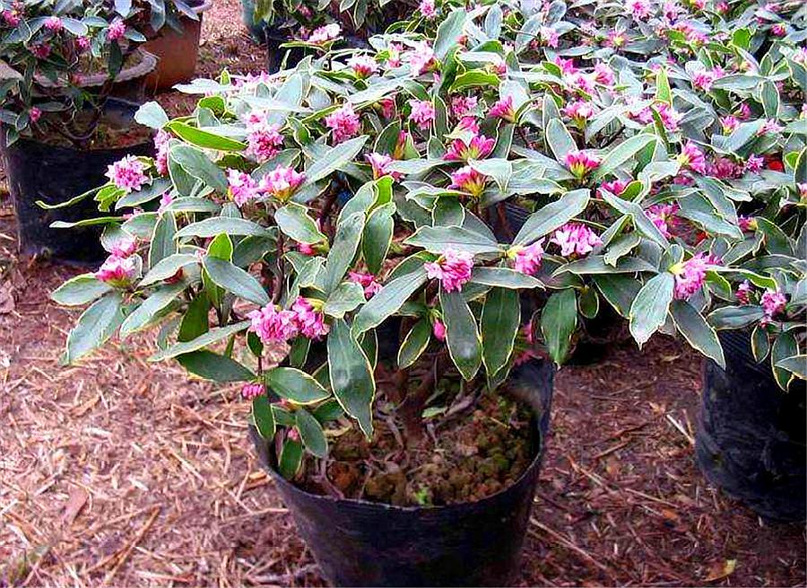 比香水还香的7种花卉,适合室内盆栽常开花有花香的花卉