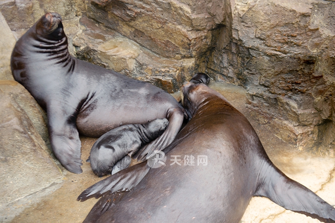 南美公海狮,南美小海豚