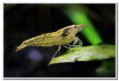 野生淡水虾最喜欢吃什么,野生河虾有哪几种