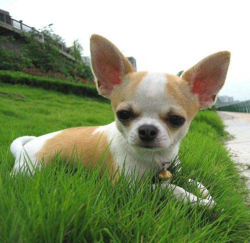 吉娃娃和小鹿犬的串串性格区别,喜欢养吉娃娃的人的性格