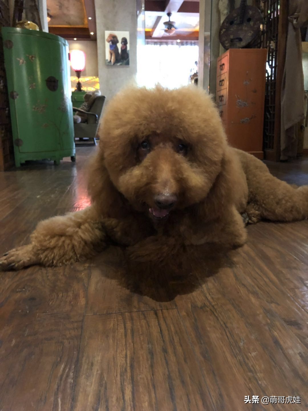 巨型贵宾遇到陌生的人乱咬怎么办,客人被猫抓伤打疫苗