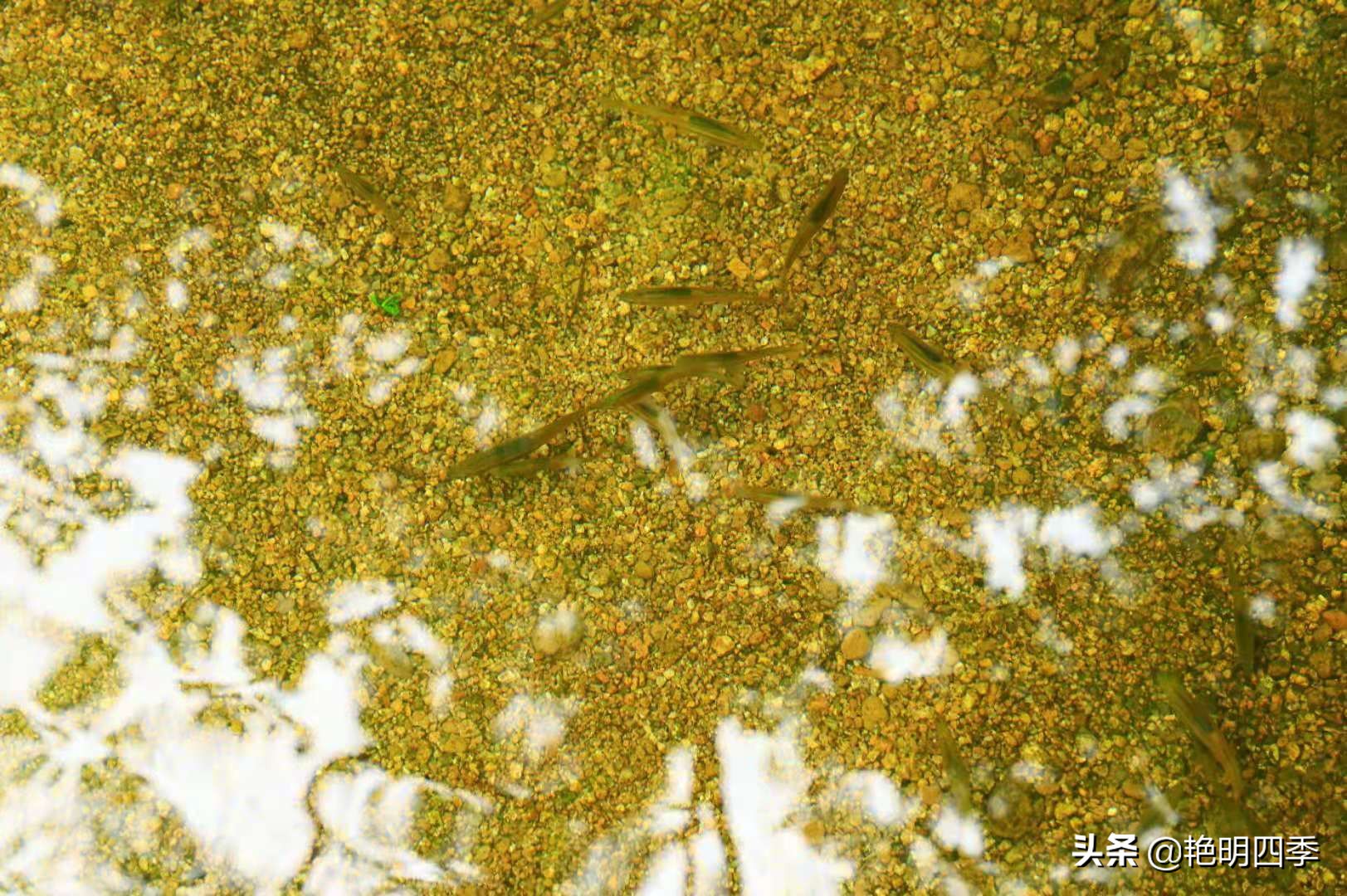 平顶山画眉谷旅行,鲁山县画眉谷视频