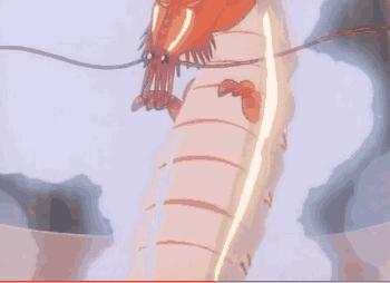 小时候十大动画片,小时候足球动画片