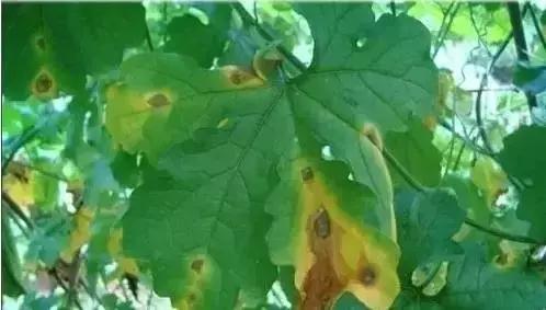 瓜类病害治疗药,瓜类主要病害有哪五条