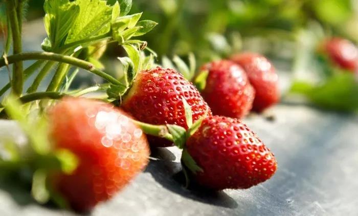 抢名额，19期中国无土栽培和土壤种植技术升级集成培训会