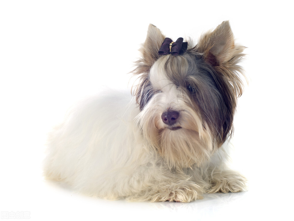 约克夏有没有繁育价值,3分钟热度的人适合养约克夏吗