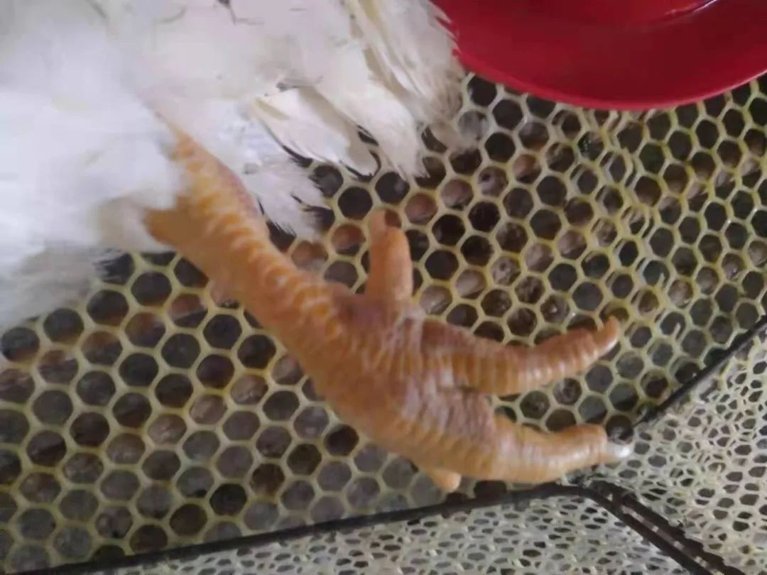 鸡群生病后有什么表现,鸡群出现瘫痪是怎么回事