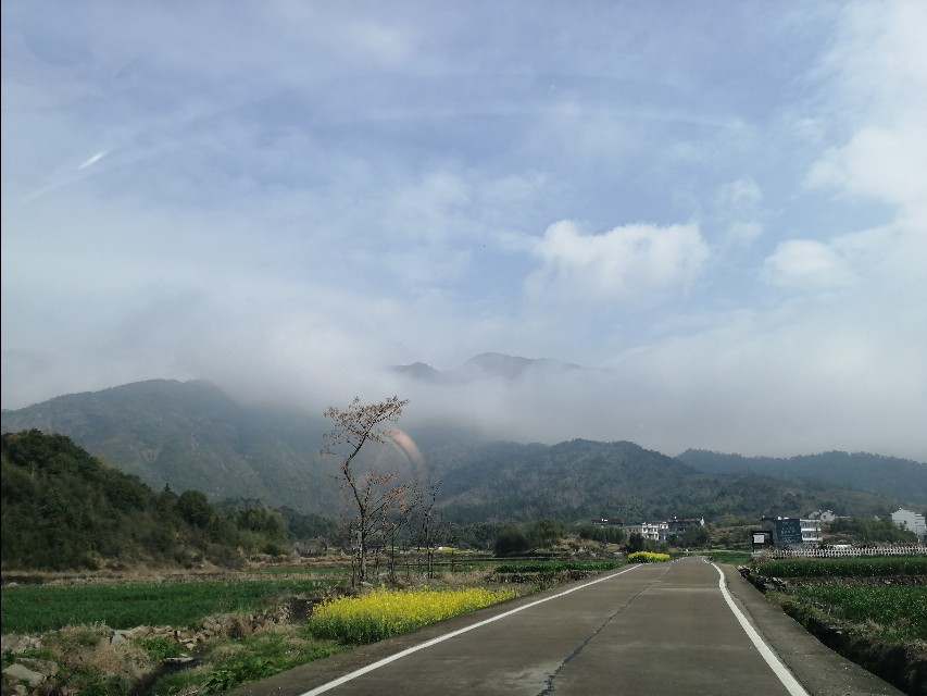 四明山哪座山上有黄精,四明山哪里有山黄精