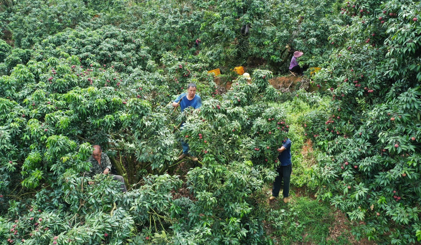 荔枝助农增收,荔枝助农大丰收