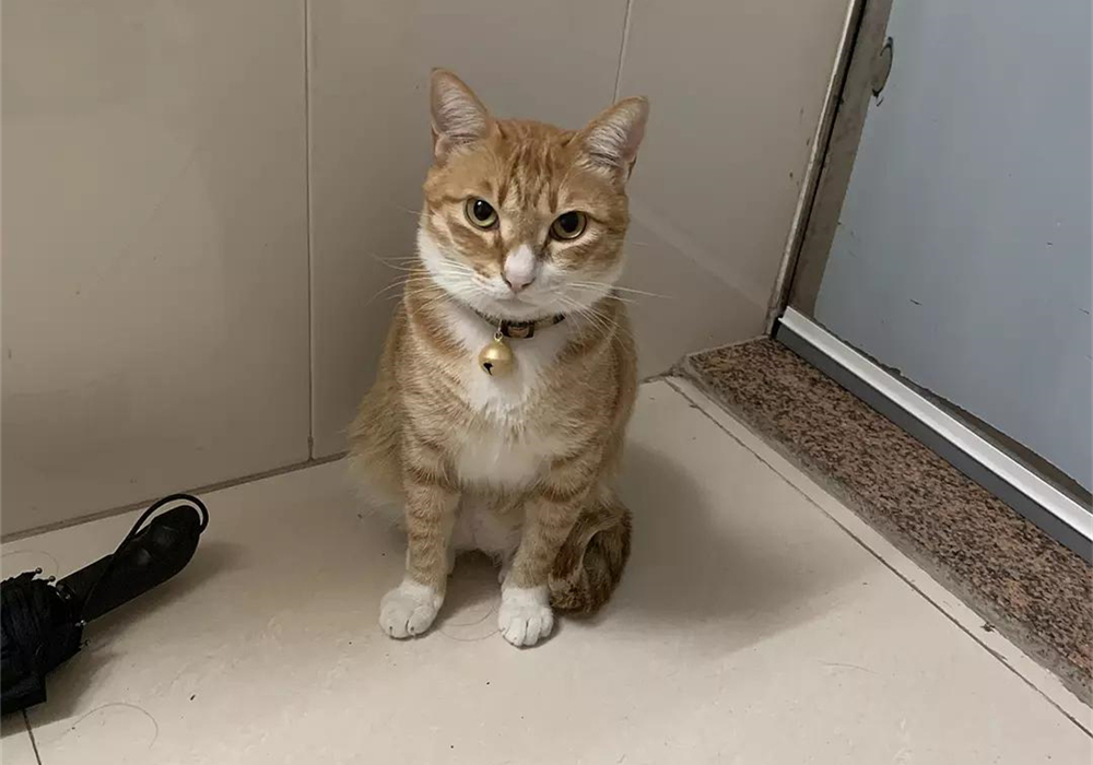 自己给成年猫咪打疫苗的正确方法,铲屎官可以自己给猫咪打疫苗吗