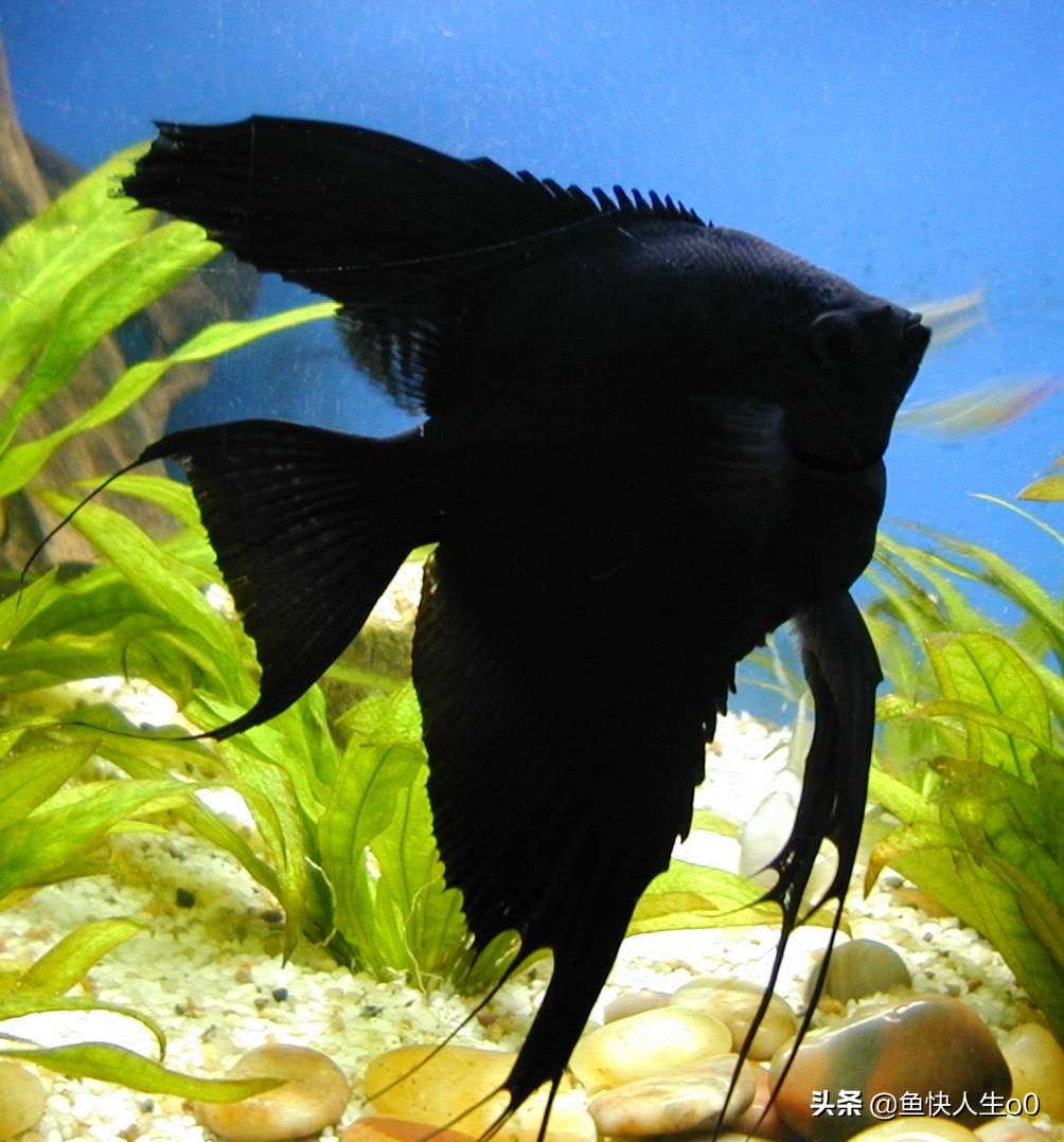 观赏鱼黄脓便怎么办,观赏鱼肠炎下药多久起效