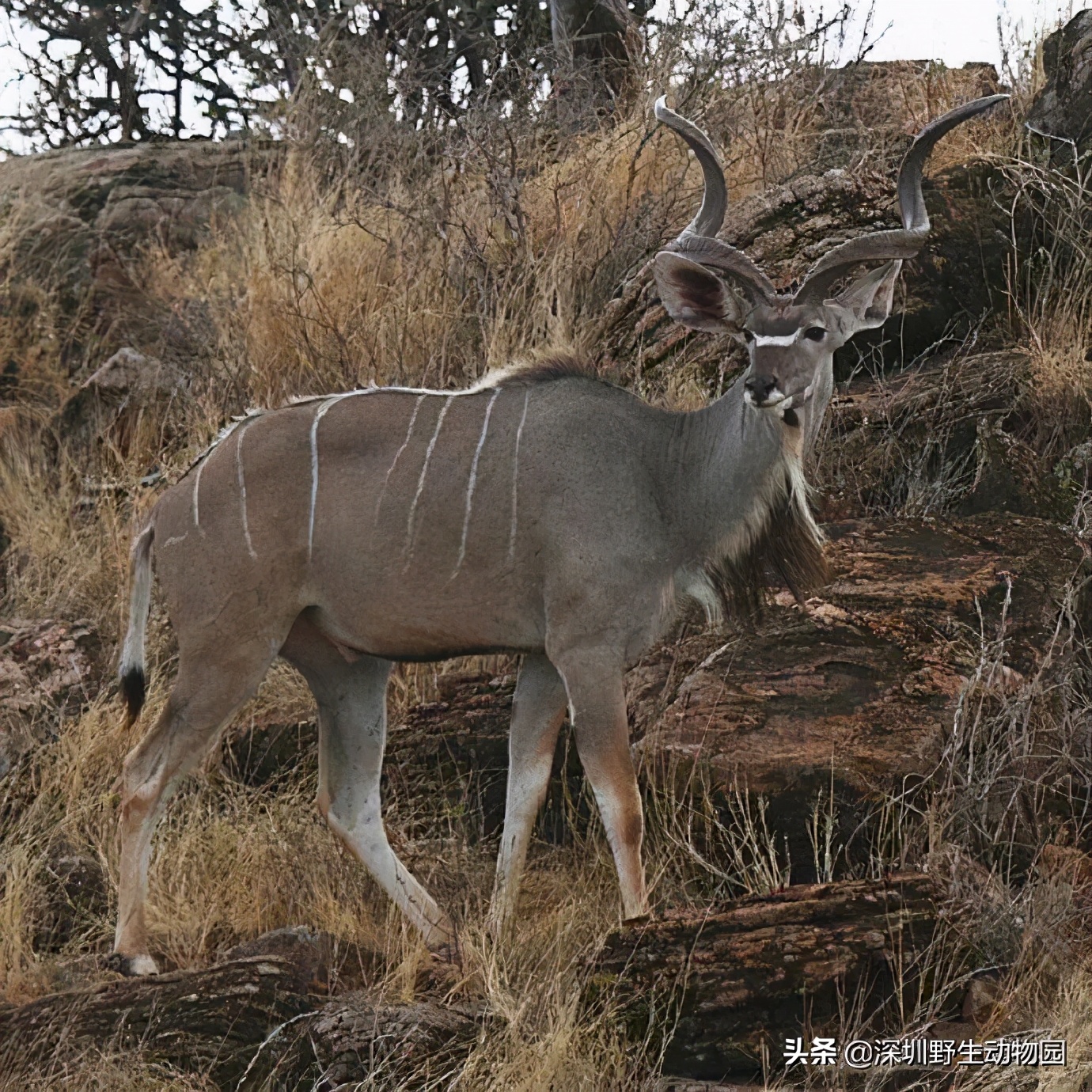 牛科动物排名,牛科动物有哪些品种