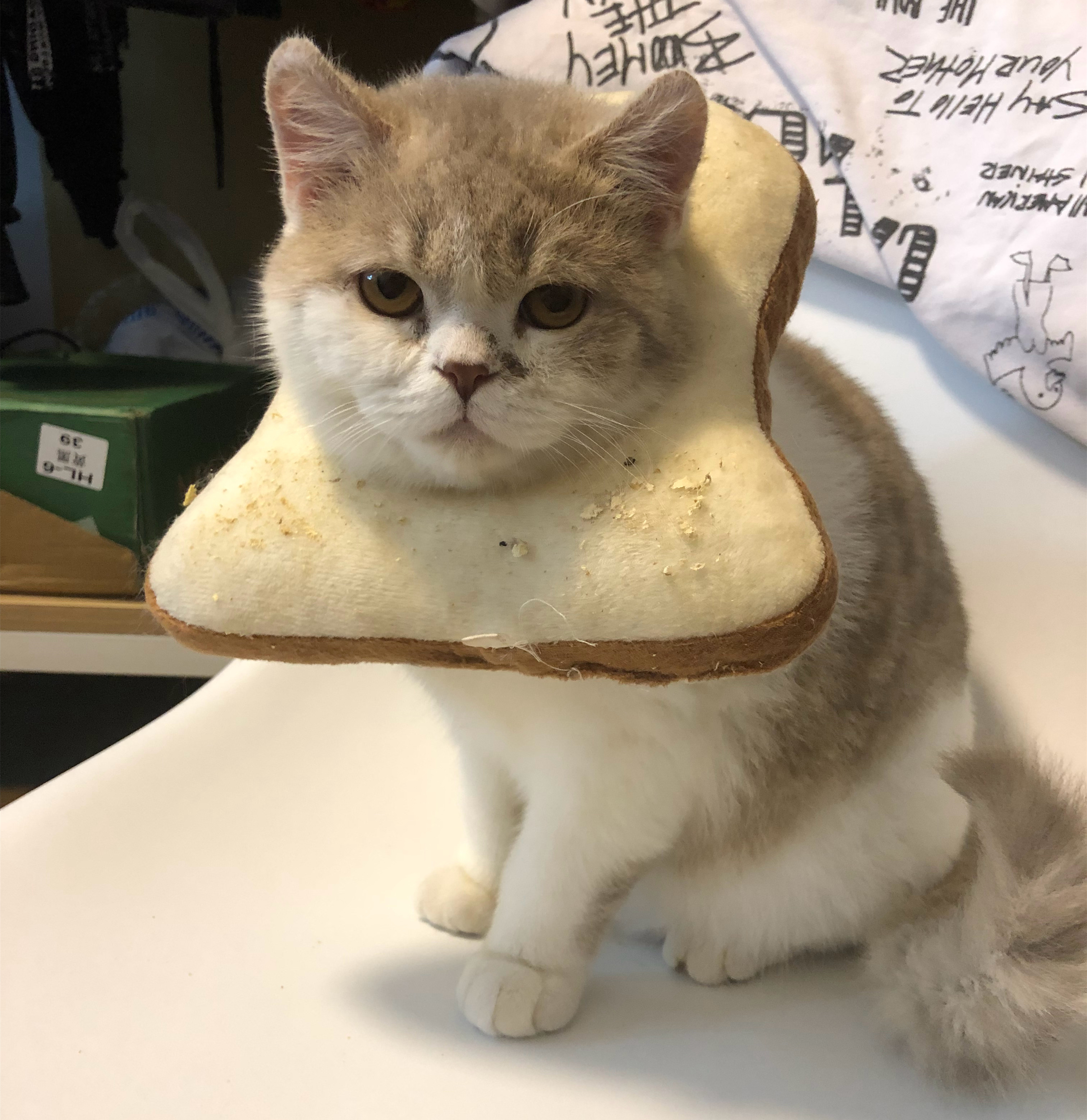 猫咪独自在家回来变得异常胆小,猫咪独自在家15天家会变成什么样