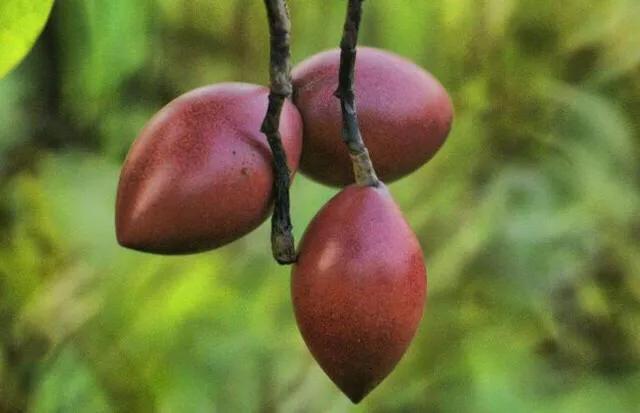 海边的芒果,海南芒果金煌芒芒果花