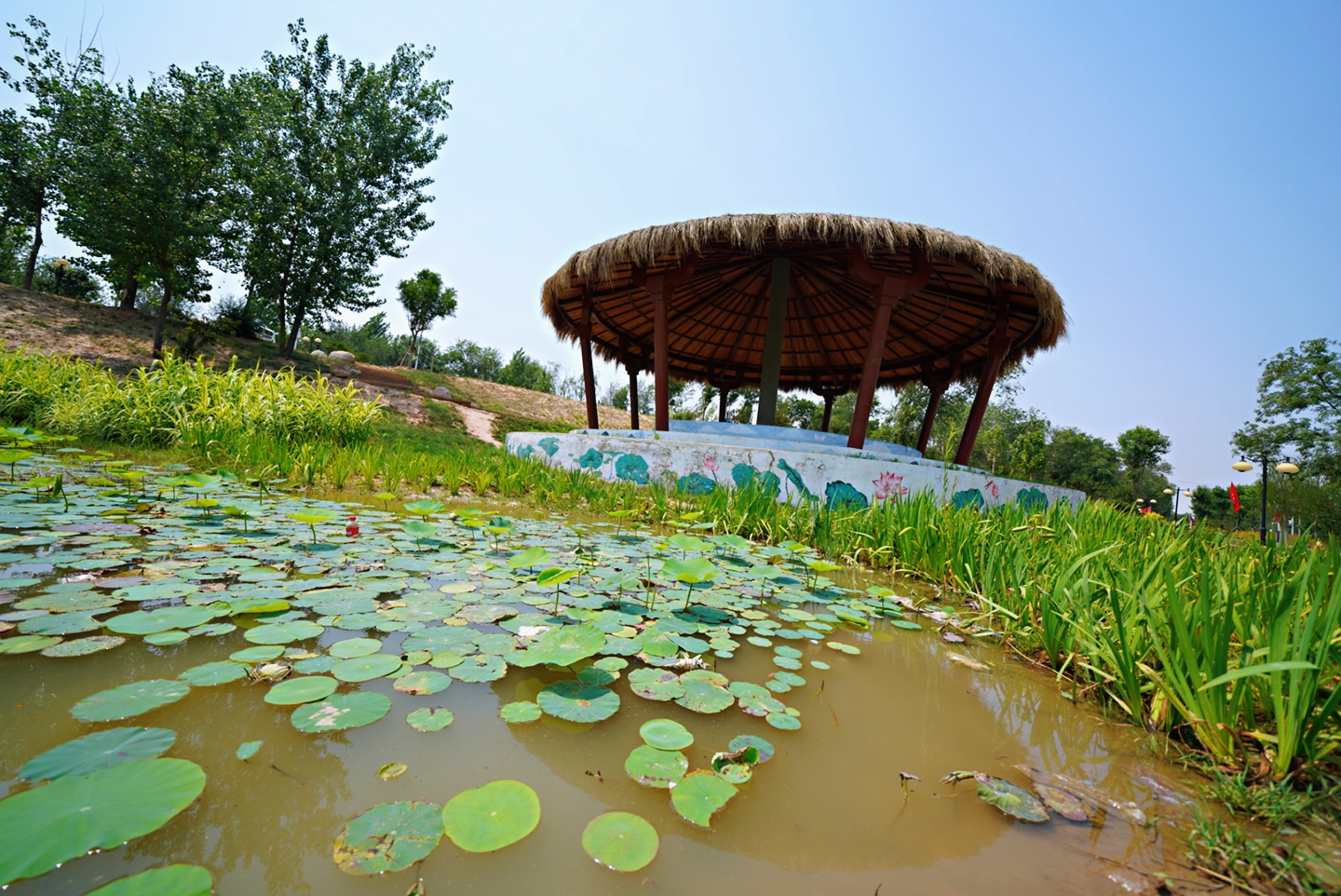 “杏运”来袭：这个县城一件事儿坚持了28年