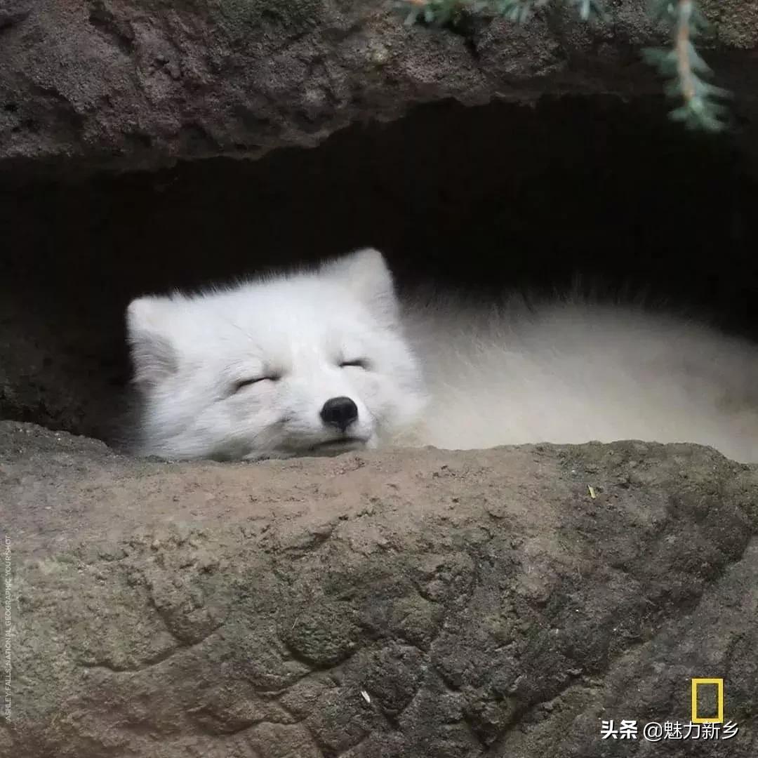 摄影欣赏:大开眼界,美国国家地理拉美官网的精彩大片