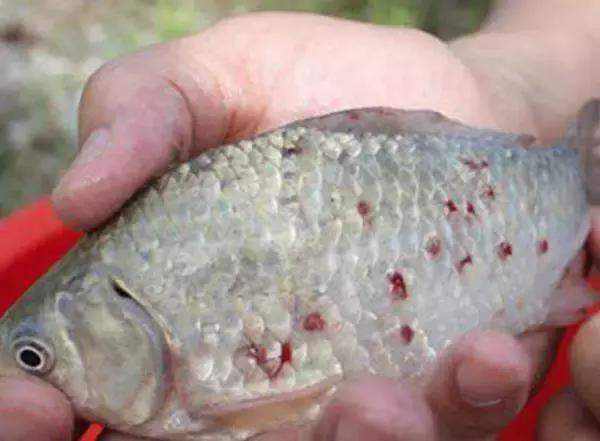 锚头蚤多少水温能够杀灭,锚头蚤在水温3度怎么杀