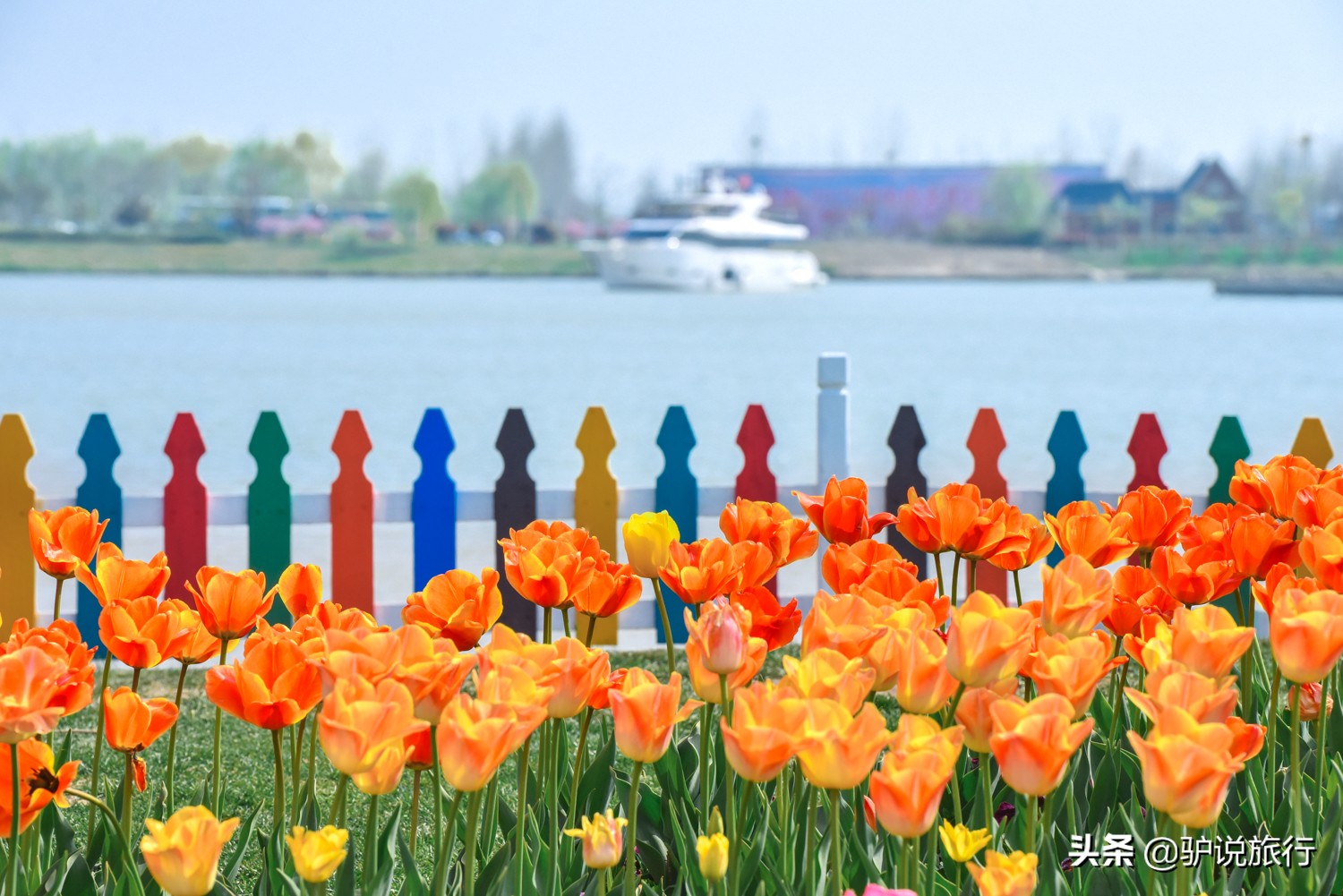 郁金香中国,中国郁金香第一花海