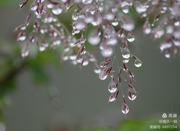 霜降粤语歌曲,霜降翻唱版